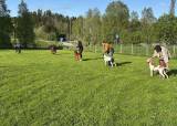 Trening for oss med fuglehund