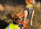 Uformell hundetrening for alle jakthund typer på onsdager fra H. Clausen i Ytre Enebakk fra kl.19.00-20.30 - 08-02-2023
