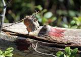 Ettersøk instruktør Nordland 5.-7. juni