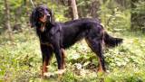 Gordon Setter
