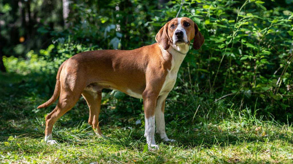 Hygenhund