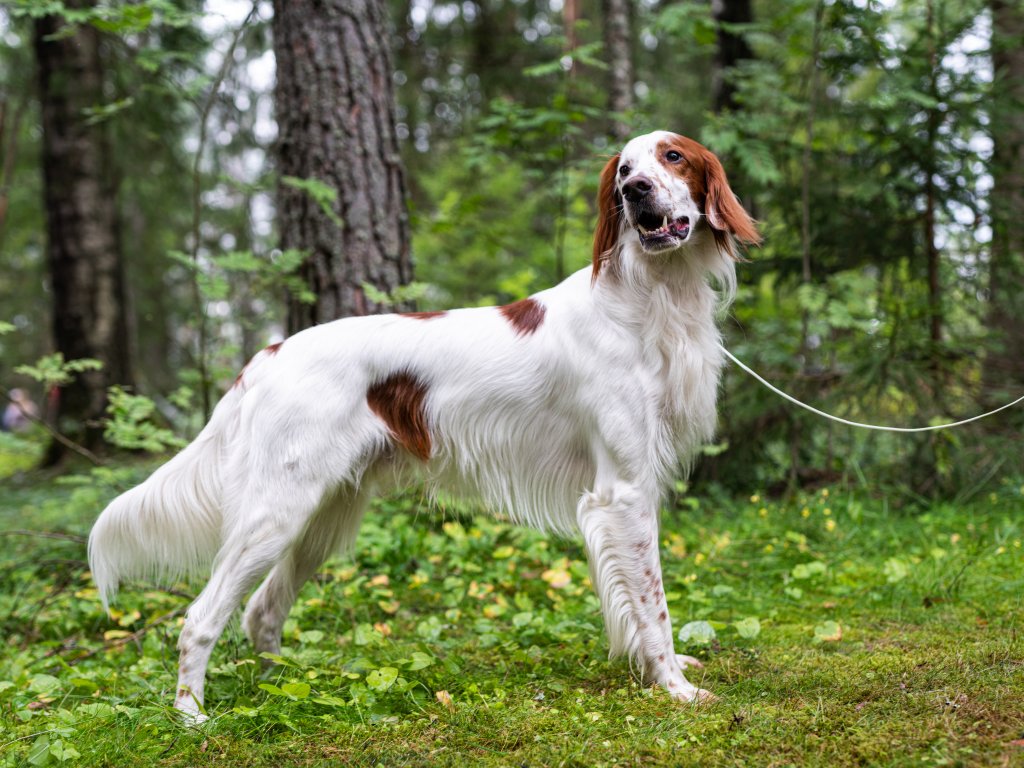 Irsk rød og hvit setter - NJFF