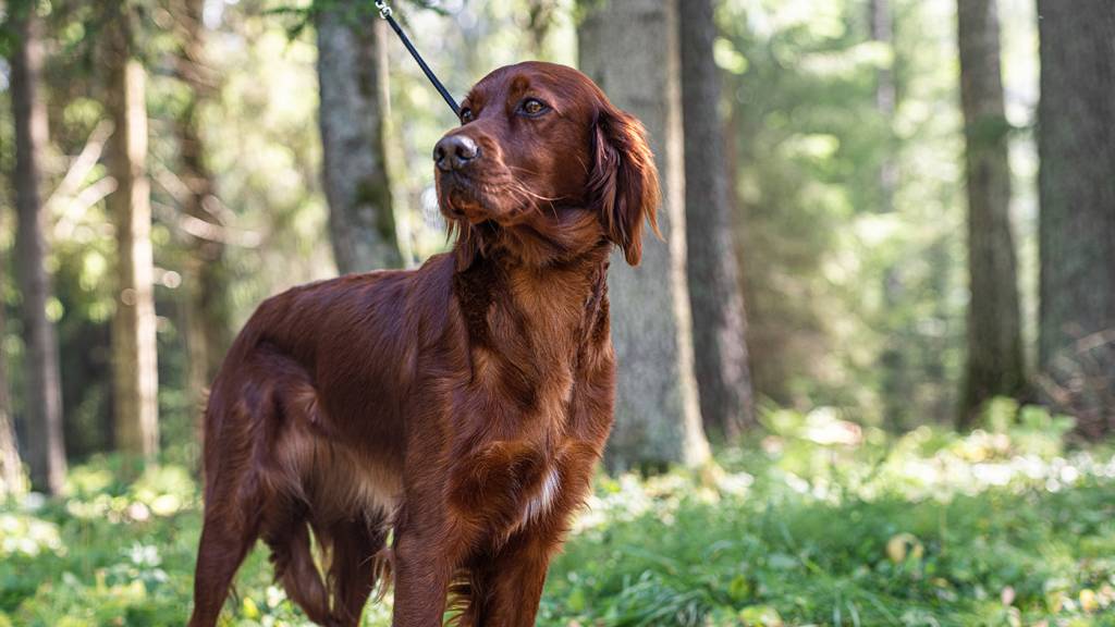 Irsk Setter.