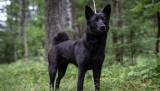 Norsk elghund sort