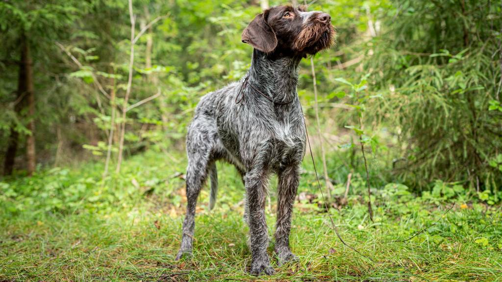 Strihåret vorstehhund