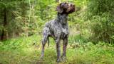 Strihåret vorstehhund