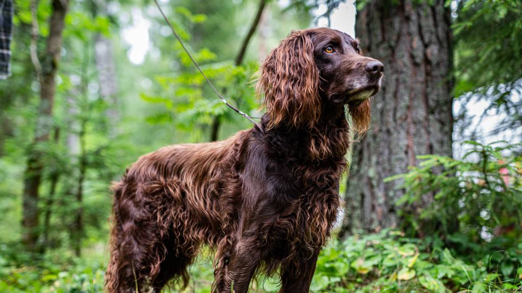Wachtelhund
