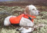 Mentaltest av hund - Våler - 4. juli
