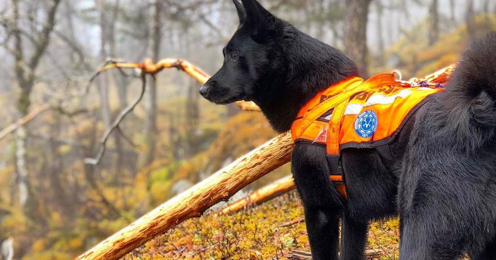 Ettersøkshunden Aiko