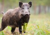 Villsvin- og bukkejakt i juni