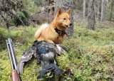Grunnkurs hund 2024