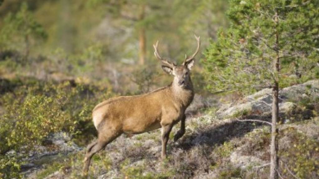 Introjakt- Vasstranda- Hjort/Rådyr- 25.-27 september