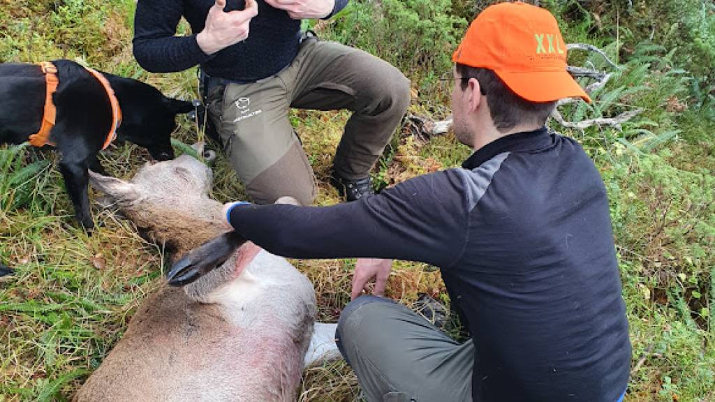 Introjakt hjort for damer 23.-25. oktober