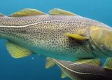Fiskesommer sjøfiske