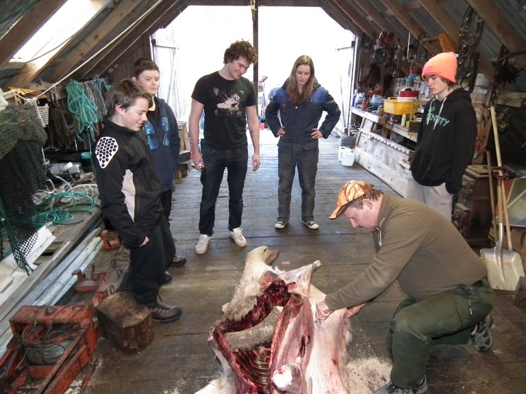 Slakting av en hjort på jegerkurs.
