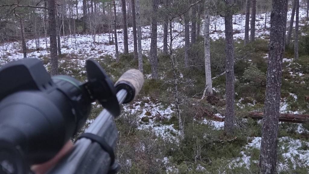 Introjakt hjort Solnør Gård