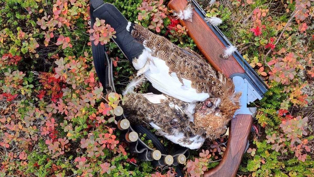 Innføring rypejakt med ståande fulgehond - 2026
