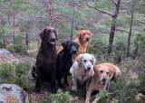 Hundetrening 2.10