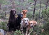 HUNDETRENING/SOSIALIDERING 5.5