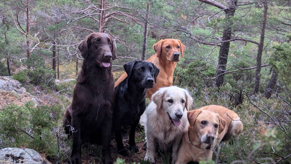 Hundetrening 2.10