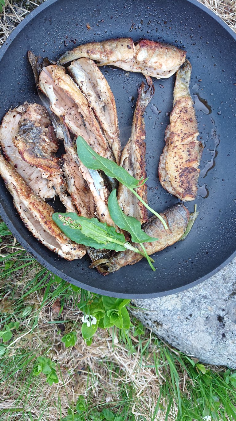 hyte Steuikt fisk.JPG