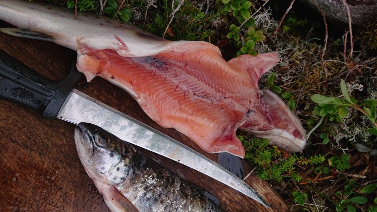 Hytta Fisk Raud fin.JPG