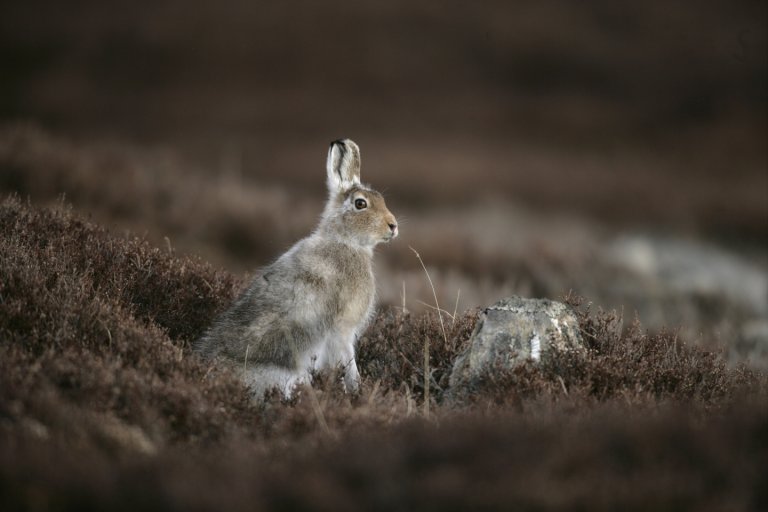 Hare-iStock_MikeLane45.jpg