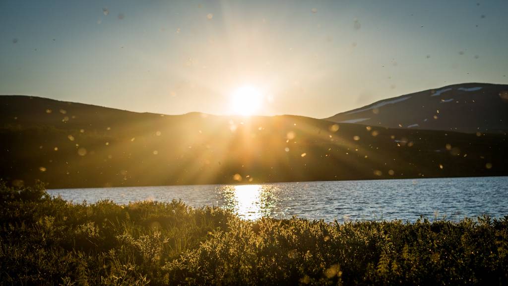 Solnedgang