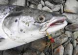 Fiskesommer del 3 2026