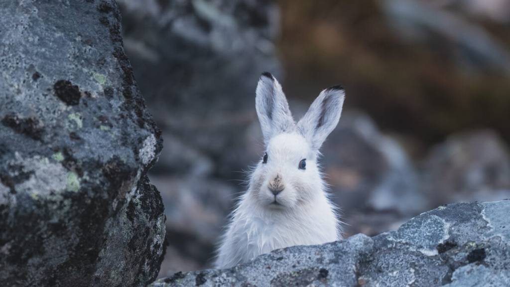 Harejakt for damer.