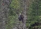 Introjakt storvilt i Meråker