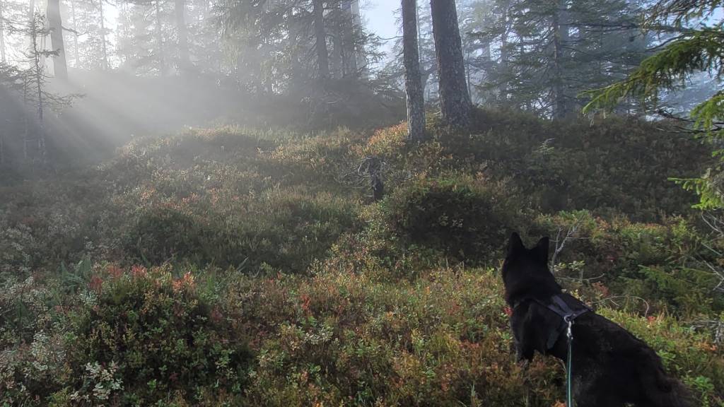 Introjakt på elg med bandhund