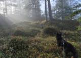 Introjakt på elg med bandhund