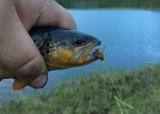 Fiskesommer 2