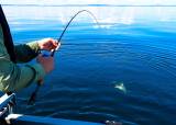 Fiskesommer del 1 2026 - 13-06-2026
