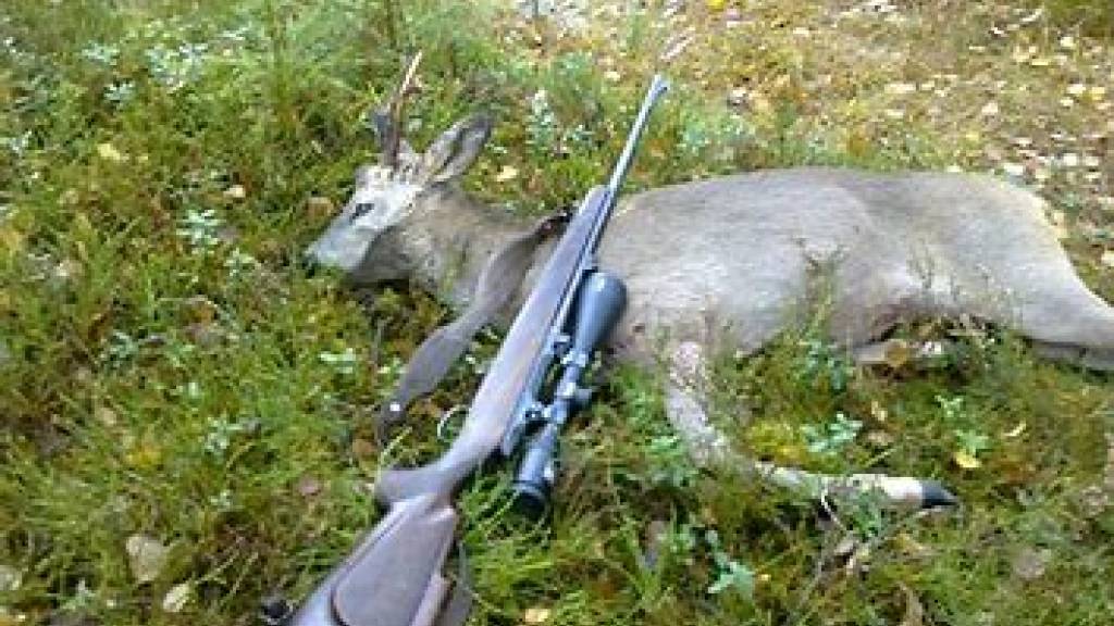 Introjakt elg i Ogndalen