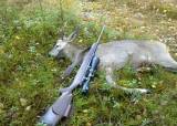 Introjakt elg i Ogndalen