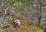 Ettersøk videregående del 2, Digermulen