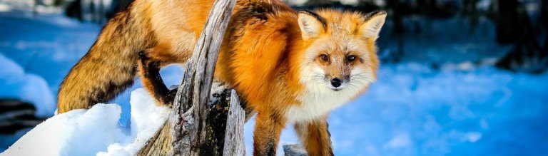 red-fox-5945571_1920.jpg