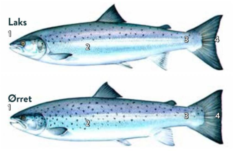 Forskjell på sjøørret og laks