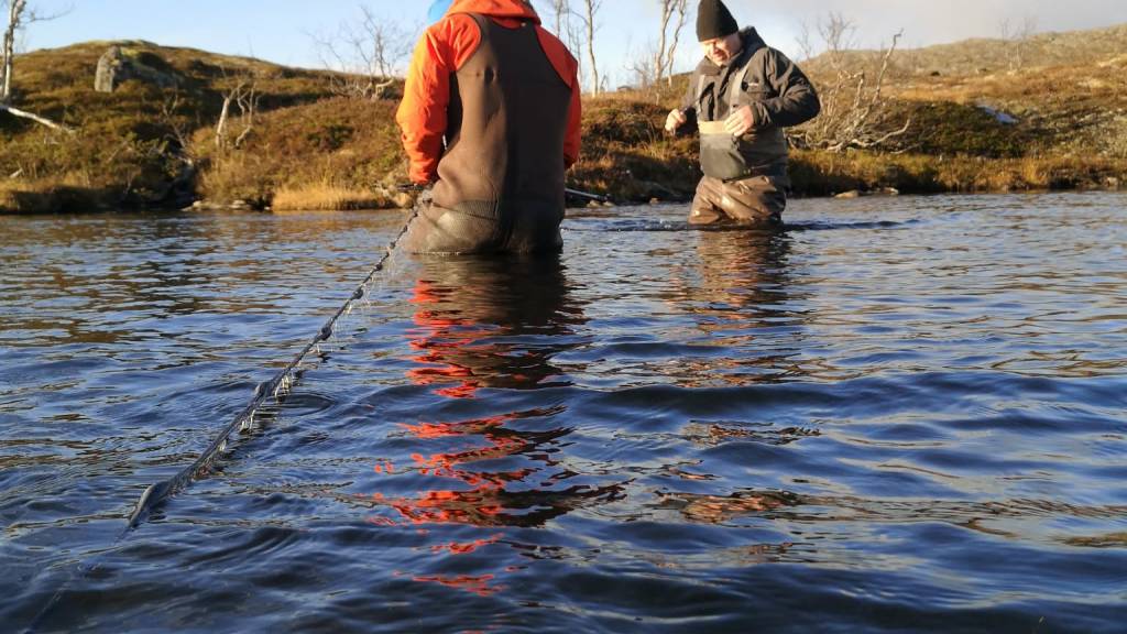 Familiedag med stamfiske