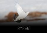 Jakten på hvite vinger med Jo Vaagan