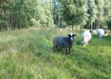 Aversjondressur sau 2025 - 16-06-2025