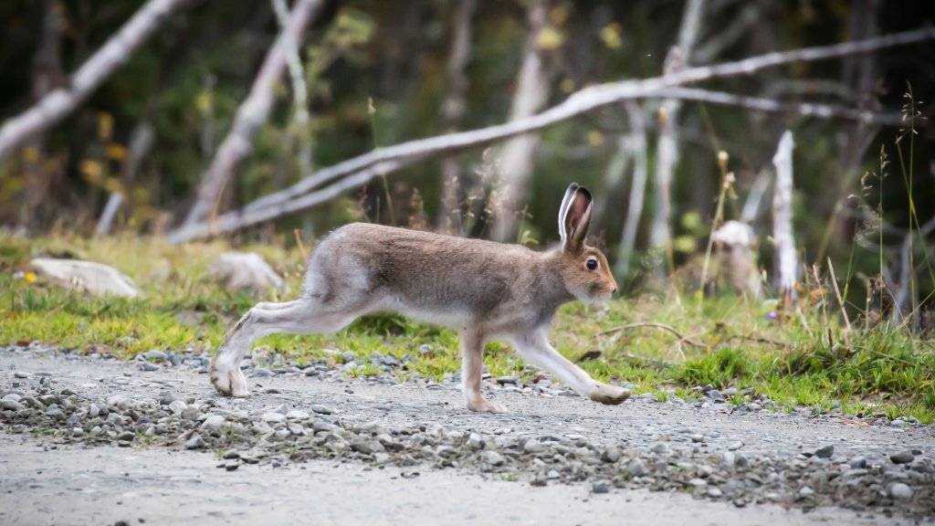 Introjakt på hare med drivende hund - Nordre Land
