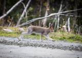 Introjakt på hare med drivende hund - Nordre Land