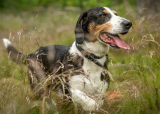 Introjakt rådyr med hund
