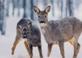 Introjakt Kvamsfjellet
