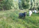 Aversjondressur sau 2026 - 15-06-2026