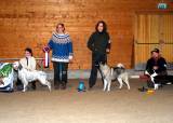 Utstillingstrening hund