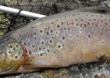 Fiskesommer